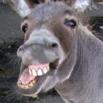 Burro