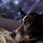 Pondering Pooch | IF "GOD" IS DOG BACKWARDS, AM I A GOD IN REVERSE? | image tagged in pondering pooch | made w/ Imgflip meme maker