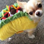 taco | MY RELATIONSHIP WITH MY OWNER? I DON'T WANT TO TACO BOUT IT | image tagged in taco | made w/ Imgflip meme maker