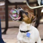Bubble fetch