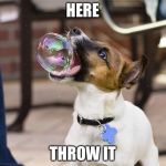 Fetching bubbles | HERE; THROW IT | image tagged in bubble fetch,memes | made w/ Imgflip meme maker