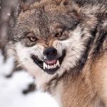 Angry Wolf | THAT CHANCE WAS; YOUR LAST | image tagged in angry wolf | made w/ Imgflip meme maker