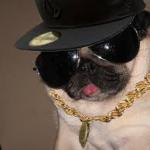 gangster dog