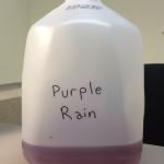 Purple Rain meme