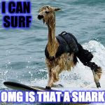 This Llama is surfing | I CAN SURF; OMG IS THAT A SHARK | image tagged in this llama is surfing | made w/ Imgflip meme maker