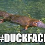 Platypi take selfies too! | #DUCKFACE | image tagged in platypus by strongly opinionated platypus | made w/ Imgflip meme maker