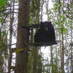 bear in tree stand