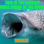 whale shark | THIS IS THE BIGGEST WHALE SHARK IN THE WHOLE; WORLD! | image tagged in whale shark | made w/ Imgflip meme maker