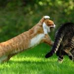 cat fight