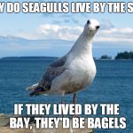 seagull | WHY DO SEAGULLS LIVE BY THE SEA? IF THEY LIVED BY THE BAY, THEY'D BE BAGELS | image tagged in seagull | made w/ Imgflip meme maker