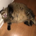 Fat Cat meme