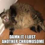 Fat Cat | DAMN IT, I LOST ANOTHER CHROMOSOME | image tagged in fat cat | made w/ Imgflip meme maker