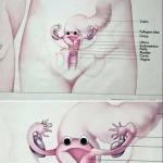 vagina