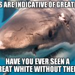 Greatness has Scars | SCARS ARE INDICATIVE OF GREATNESS! HAVE YOU EVER SEEN A GREAT WHITE WITHOUT THEM? | image tagged in greatness has scars | made w/ Imgflip meme maker