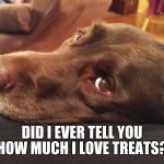 Did I ever tell you how much I love treats?  | DID I EVER TELL YOU HOW MUCH I LOVE TREATS? | image tagged in chuckie the chocolate lab,treats,funny memes,funny dog,cute,labrador | made w/ Imgflip meme maker