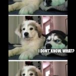 Bad joke dogs | WHAT DID THE ALASKAN DETECTIVE ASK THE SUSPECT? I DONT' KNOW, WHAT? WHERE WERE YOU THE NIGHT OF OCTOBER THRU MARCH? | image tagged in bad joke dogs | made w/ Imgflip meme maker