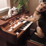 Dog playing organ