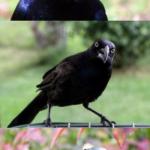 Bad Pun Crow Crying meme