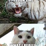 tiger or cat? | WHAT I THINK I LOOK LIKE; WHAT I REALLY LOOK LIKE | image tagged in memes,cat,tiger | made w/ Imgflip meme maker