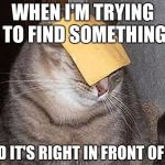 WHERE IS MAH CHEESE? | WHEN I'M TRYING TO FIND SOMETHING; AND IT'S RIGHT IN FRONT OF ME | image tagged in cats with cheese | made w/ Imgflip meme maker