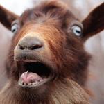 goat screaming