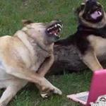 Dogs Laughing meme