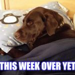 Is this week over yet?  | IS THIS WEEK OVER YET?! | image tagged in chuckie the chocolate lab,dog,cute animals,sleepy dog,funny memes,so tired | made w/ Imgflip meme maker