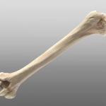 humerus