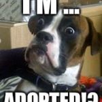 Dogs | I'M ... ADOPTED!? | image tagged in dogs | made w/ Imgflip meme maker