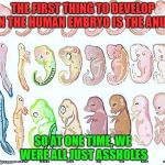 embryology | THE FIRST THING TO DEVELOP IN THE HUMAN EMBRYO IS THE ANUS; SO AT ONE TIME, WE WERE ALL JUST ASSHOLES | image tagged in embryology | made w/ Imgflip meme maker