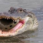 Even crocodiles hate the shoe meme