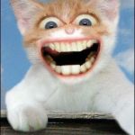 Crazy cat  | HAPPY FRIDAY!!!! | image tagged in crazy cat | made w/ Imgflip meme maker