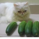 Cats and cucumbers