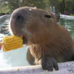 capybara eats corn