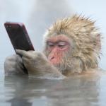 monkey in a hot tub with iphone meme