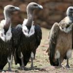 vulture politicians