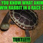 faster than a rabbit | DO YOU KNOW WHAT ANIMAL WIN RABBIT IN A RACE ? TURTLE!!! | image tagged in turtle meme | made w/ Imgflip meme maker
