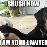 Dogs | SHUSH NOW; I AM YOUR LAWYER | image tagged in dogs | made w/ Imgflip meme maker