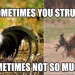 Rooster | SOMETIMES YOU STRUT; SOMETIMES NOT SO MUCH | image tagged in rooster | made w/ Imgflip meme maker