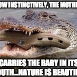 Crocs bonding | LOOK HOW INSTINCTIVELY, THE MOTHER CROC; CARRIES THE BABY IN ITS MOUTH...NATURE IS BEAUTIFUL. | image tagged in crocs bonding | made w/ Imgflip meme maker