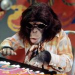 Chimpanzee | LANCELOT LINK; BECAUSE, MAN. JUST LIKE, BECAUSE.. MAN. | image tagged in chimpanzee | made w/ Imgflip meme maker