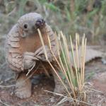 Precious Pangolin