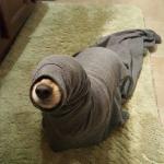 Seal Dog