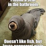 "Look at me. I'am a seal. Durr. Durr. Durr." | I found a seal in the bathroom. Doesn't like fish, but loves pepperoni pizza. | image tagged in seal dog,funny | made w/ Imgflip meme maker