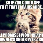 Cats | ...SO IF YOU COULD SEE TO IT THAT IT RAINS MICE... ....I PROMISE I WONT CRAP IN MY OWNER'S SHOES EVER AGAIN.... | image tagged in cats | made w/ Imgflip meme maker