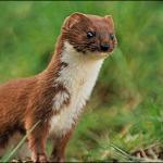weasel