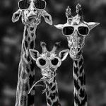 Swag | WE GOT SWAG | image tagged in julie's giraffes | made w/ Imgflip meme maker