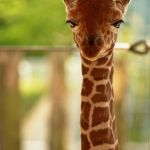 Sassy Giraffe | YOU HAVE GOT TO BE KIDDING ME | image tagged in no comment giraffe | made w/ Imgflip meme maker
