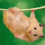 hangede hamster