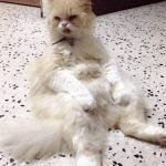 lazy cat